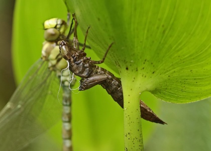 Southern Hawker, larval case, Alan Prowse